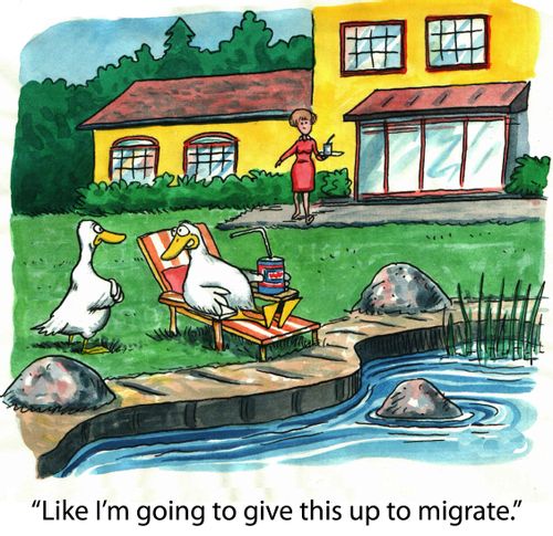 'Like I'm going to give this up to migrate.'