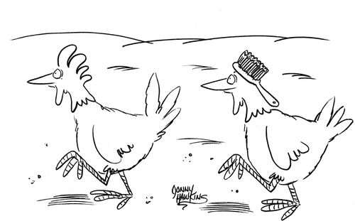 Rooster with a comb followed by rooster with a brush