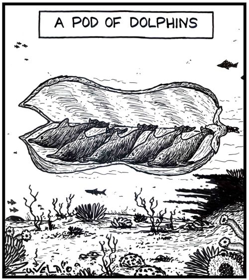 A pod of Dolphins.
