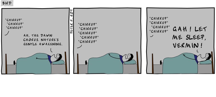 *Chirrup* - 'Ah, the dawn chorus. Nature's gentle awakening.' - *Chirrup* - 'Gah! Let me sleep, vermin!'