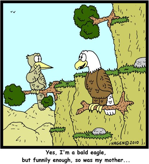 'Yes, I'm a bald eagle, but funnily enough, so was my mother...'