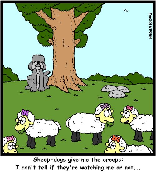 'Sheep-dogs give me the creeps: I can't tell if they're watching me or not...'