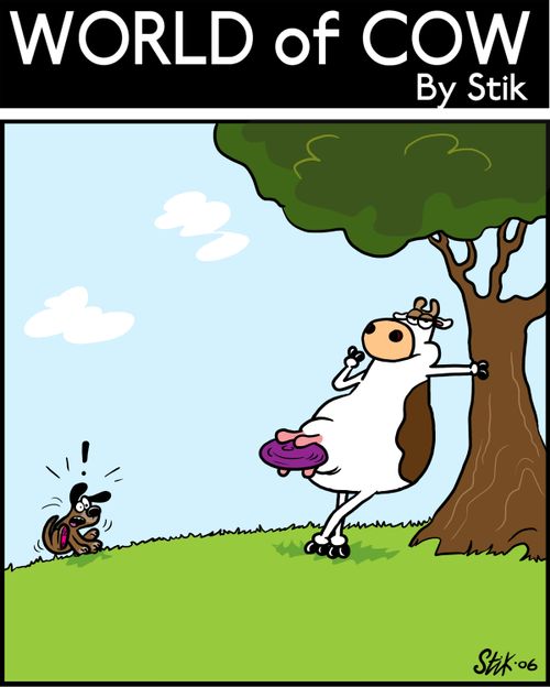 Cow has caught a frisby in his udders