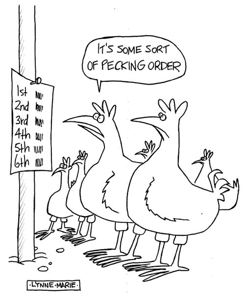 Chicken: 'It's some sort of pecking order.'