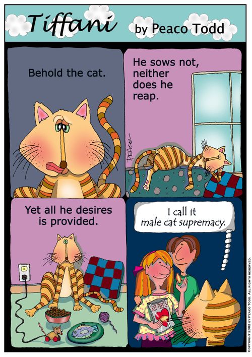 "I call it male cat supremacy."