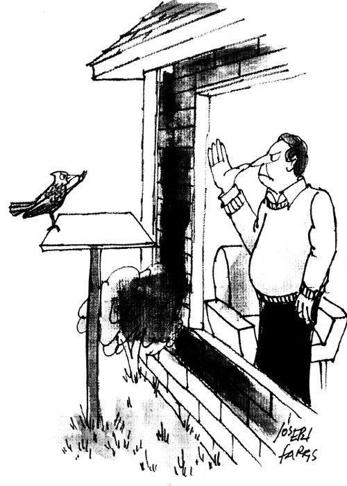 Man and Bird Insult Each Other.
