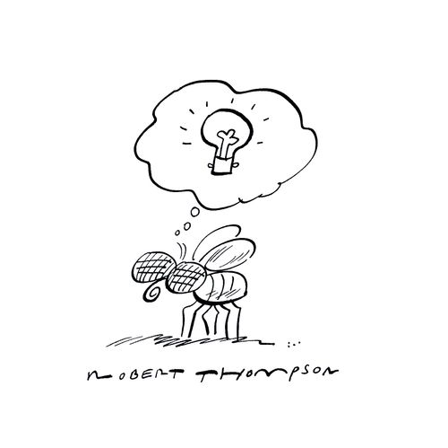 Fly having an idea.