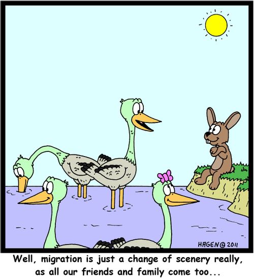 'Well, migration is just a change of scenery really, as all our friends and family come too...'