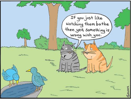 'If you just like watching them bathe then yes, something is wrong with you.'