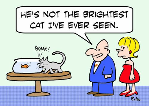 BONK!, 'He's not the brightest cat I've ever seen.'
