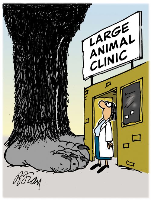 Veterinarian at a large animal clinic staring up at a huge beast.