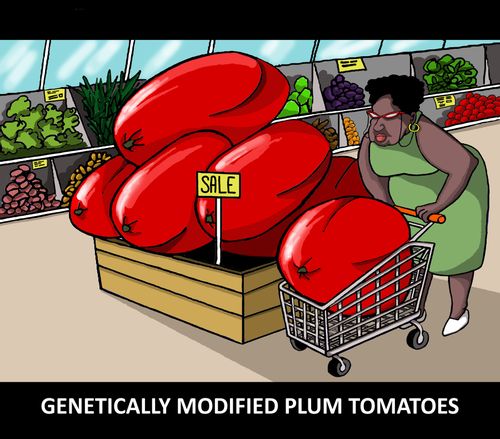 Genetically modified plum tomatoes.