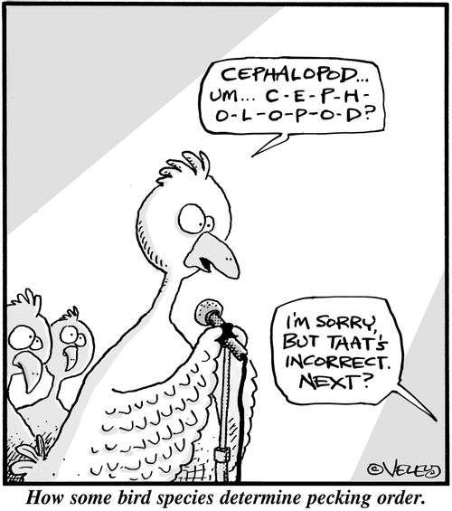 How some bird species determine pecking order.