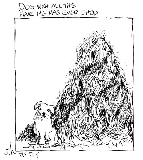 Dog with all the hair he has ever shed.