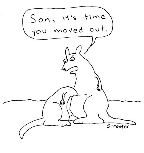 Kangaroo - Son, it's time you moved out.