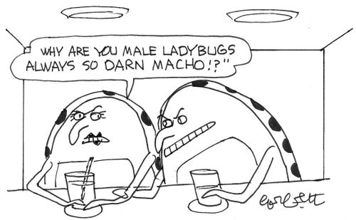 'Why are you male ladybugs always so darn macho!?'