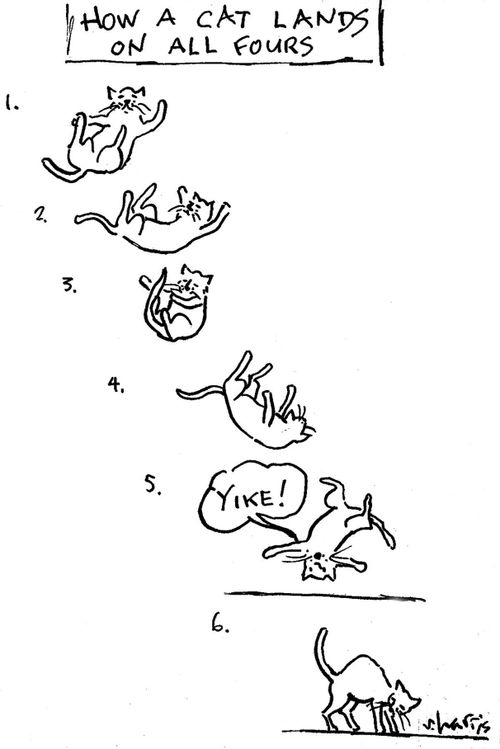 'How a cat lands on all fours'