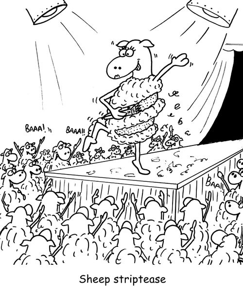 'Sheep striptease'.