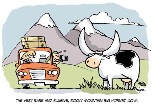 The very rare and elusive, Rocky Mountain Big Horned Cow.