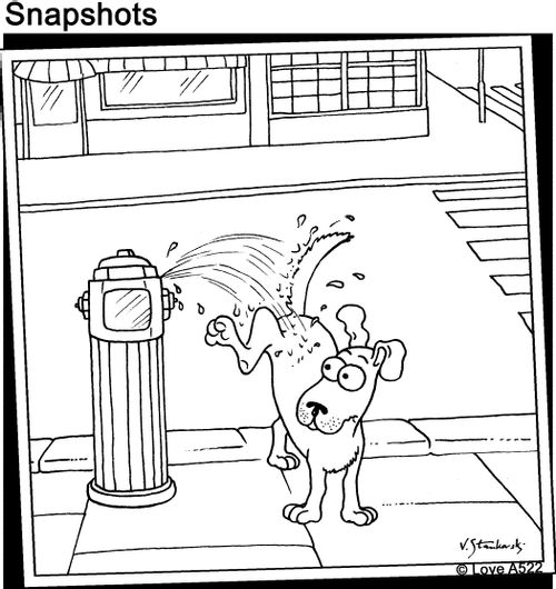 Fire hydrant sprays on dog.