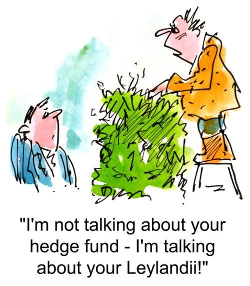 'I'm not talking about your hedge fund - I'm talking about your Leylandii!'