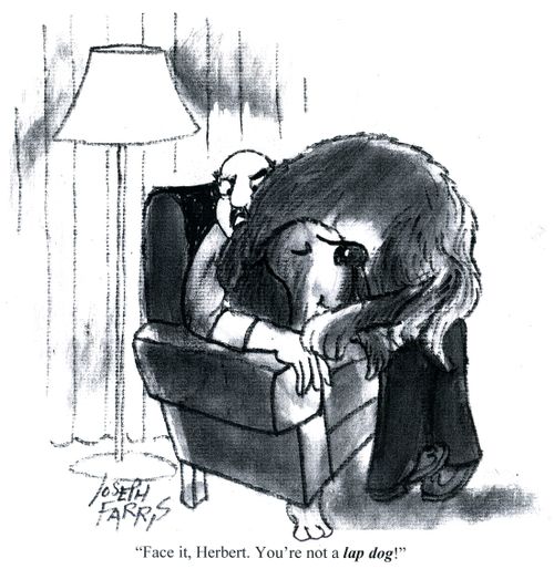 'Face it, Herbert. You're not a lap dog!'