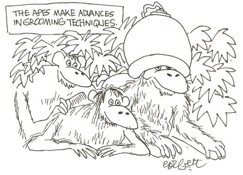 The apes make advances in grooming techniques.