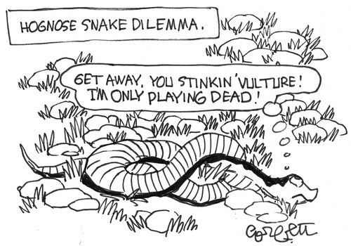 Hognose snake dilemma: 'Get away, you stinkin' vulture!  I'm only playing dead!'