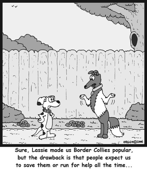 'Sure, Lassie made us Border Collies popular, but the drawback is that people expect us to save them or run for help all the time...'