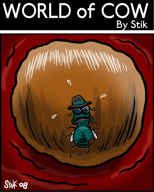 Fly on Cow Dung.