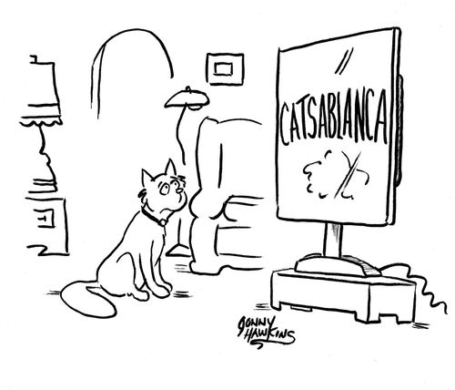 Cat watching 'Catsablanca'