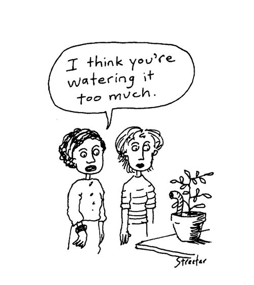 I think you're watering it too much.
