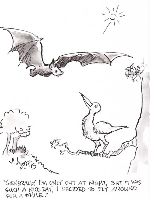 'Generally I'm only out at night, but it was such a nice day, I decided to fly around for a while.'