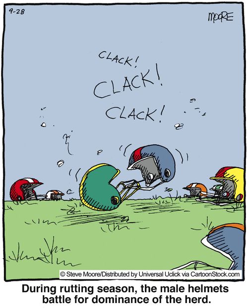 During rutting season, the male helmets battle for dominance of the herd.