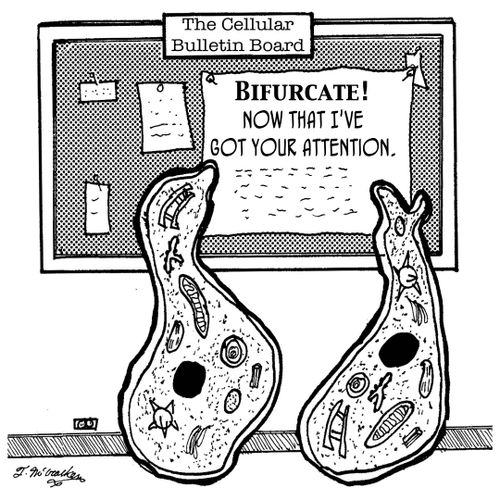 The Cellular Bulletin Board: 'Bifurcate! Now that I've got your attention.'