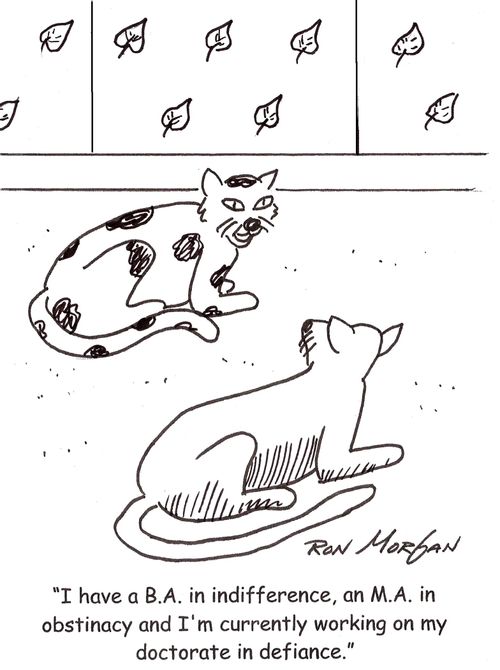 'I have a B.A. in indifference, an M.A. in obstinacy and I'm currently working on my doctorate in defiance.'