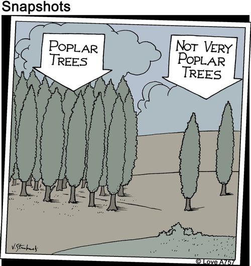 Poplar trees and not very poplar trees.
