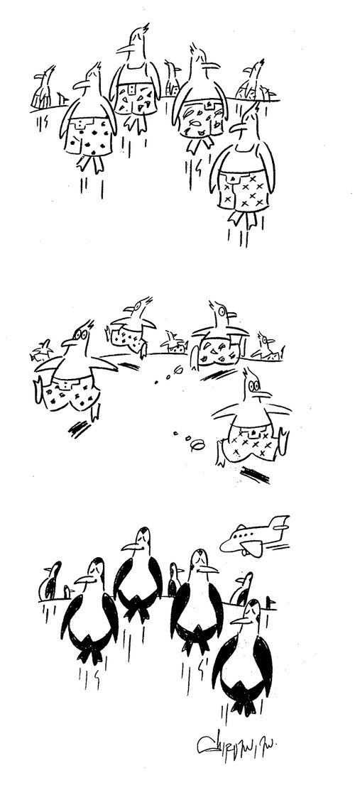 Penguins hanging about in their underwear rush to put their 'suits' on when an aeroplane goes past.