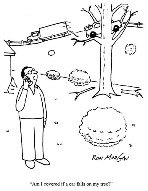 'Am I covered if a car falls on my tree?'
