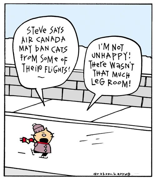 'Steve says Air Canada may ban cats from some of their flights... I'm not unhappy! There wasn't that much leg room.'
