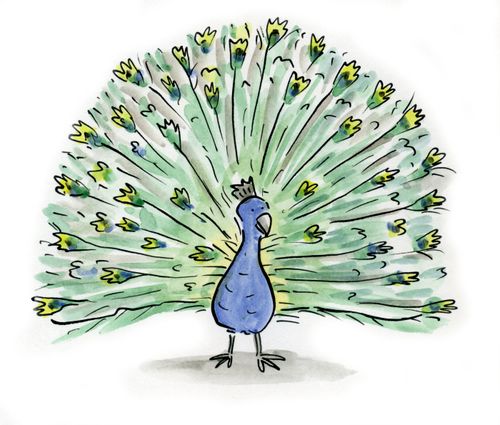 Peacock.