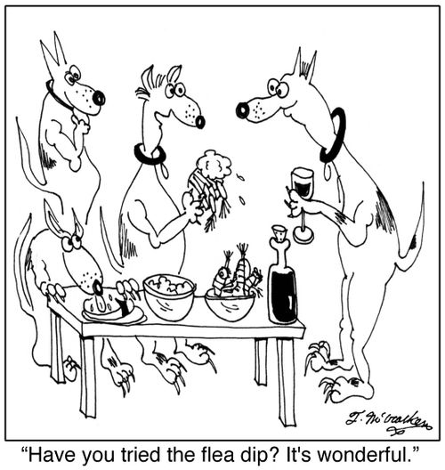 'Have you tried the flea dip? It's wonderful.'
