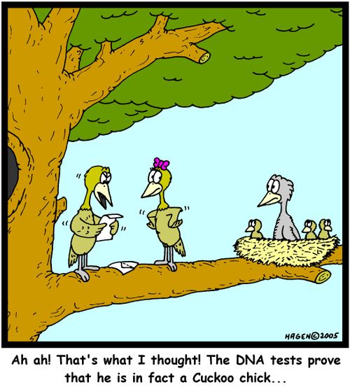 'Ah ah! That's what I thought! The DNA tests prove that he is in fact a Cuckoo chick...'