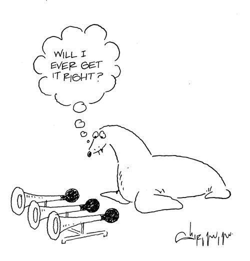 Seal wondering whether it will ever get the trick right.