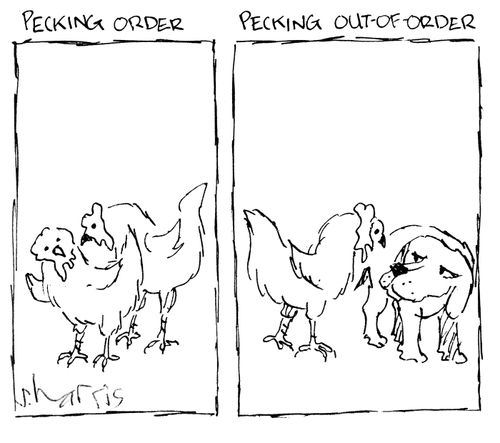 Pecking order - pecking out of order.