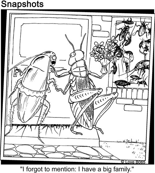 Cockroach with Big Family.