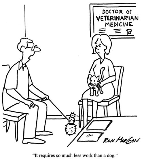 'It requires so much less work than a dog.'