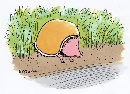 Hedgehog wearing crash helmet.