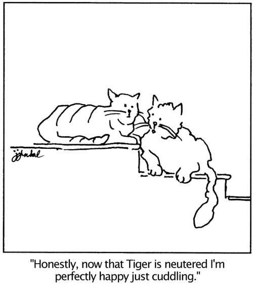 'Honestly, now that Tiger is neutered I'm perfectly happy just cuddling.'