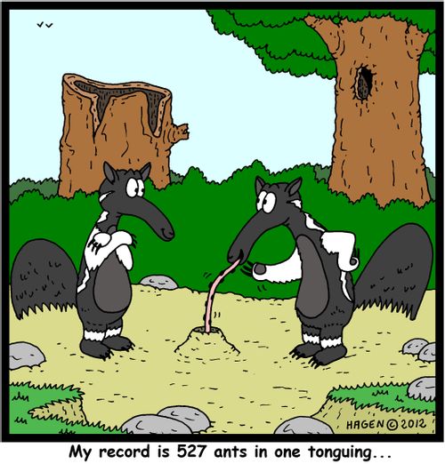 'My record is 527 ants in one tonguing...'